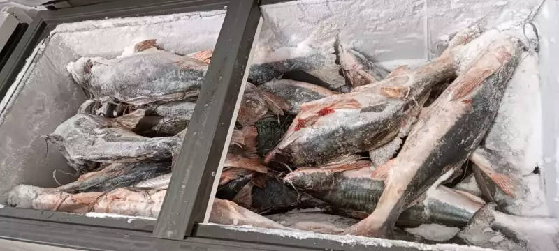 Operação Piracema: 272 kg de peixe sem declaração geram multa de R$ 6,4 mil