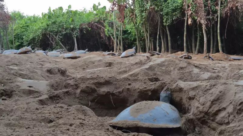 Operação Protege 200 Mil Ovos de Tartarugas na Foz do Amazonas: Ibama e Ribeirinhos em Ação