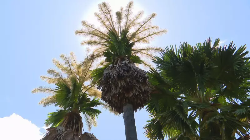 Palmeiras Talipot florescem no Rio após 70 anos em espetáculo único da natureza