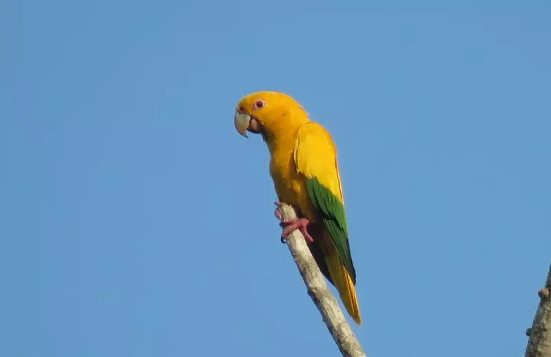 Papagaios da Amazônia em Risco: Estudo da UEMA Revela Motivo do Desaparecimento