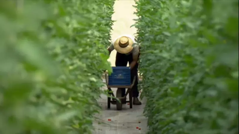 Paradoxo em MT: Maior produtor agrícola importa 95% do hortifrúti