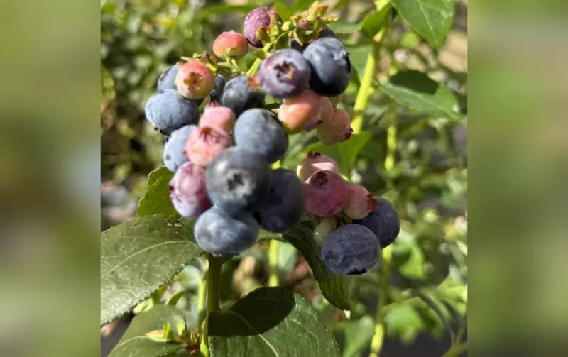 Parque Maeda em Itu (SP) oferece colheita de mirtilos até janeiro
