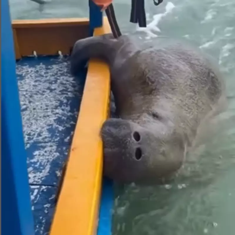 Peixe-boi abraça barco em Alagoas: encanto com risco ambiental