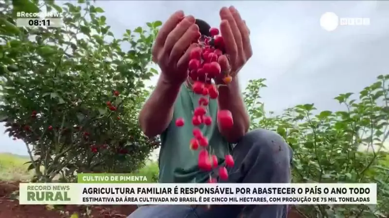 Pimenta o Ano Todo: Como a Agricultura Familiar Alimenta o Brasil Com Sabor e Sustentabilidade