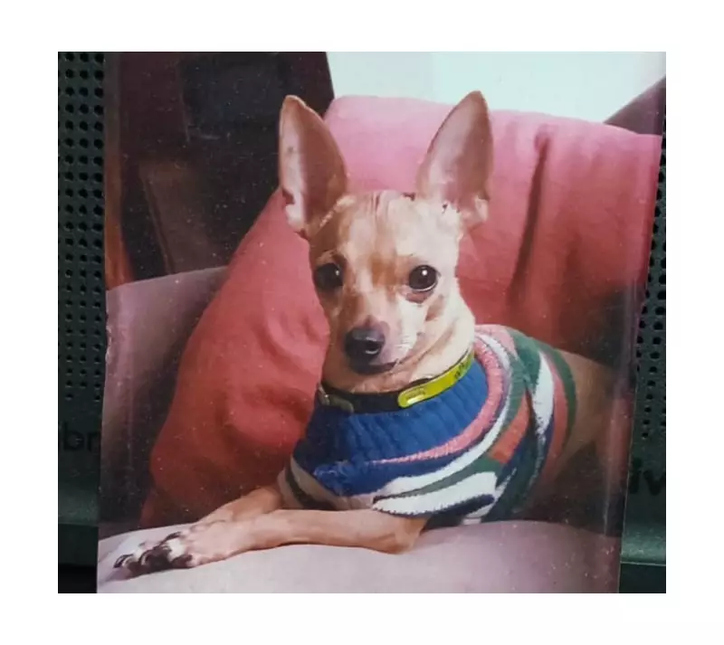 Pinscher de 18 anos usa acupuntura e MPB para combater estresse