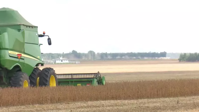 Poder de Compra do Avicultor Dispara: Entenda os Fatores Por Trás da Valorização Histórica