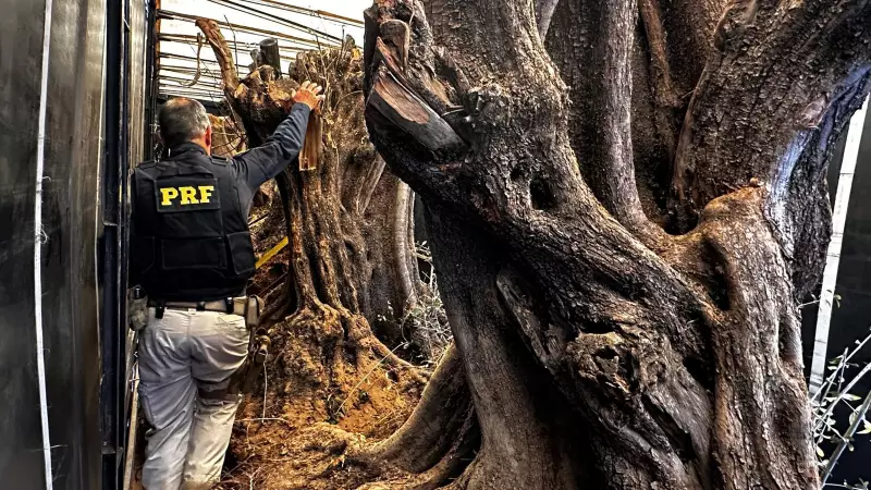 Polícia apreende oliveiras centenárias contrabandeadas da Argentina