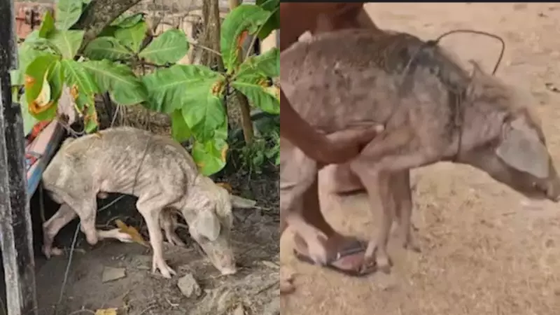 Porco resgatado em estado grave de desnutrição no Marajó: tutor responde por crime