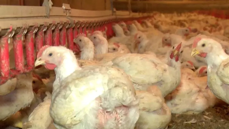 Preço da carne de frango sobe 6% em outubro e supera suína