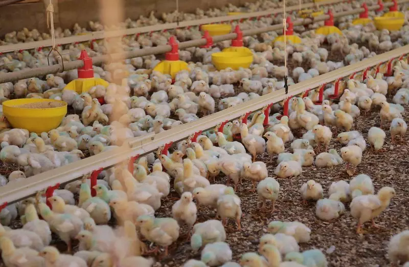 Preço da carne suína sobe 10,8% em fevereiro e atinge R$ 13,20 o quilo