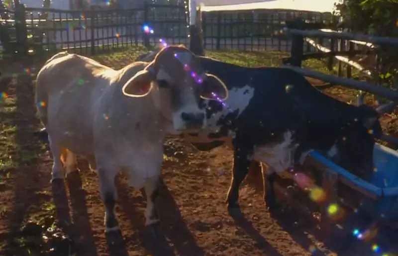 Presépio vivo com 30 animais encanta moradores em Uchoa (SP)