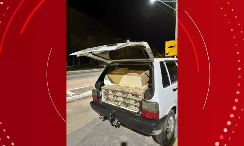 PRF resgata mais de 580 aves silvestres em rodovia da Bahia