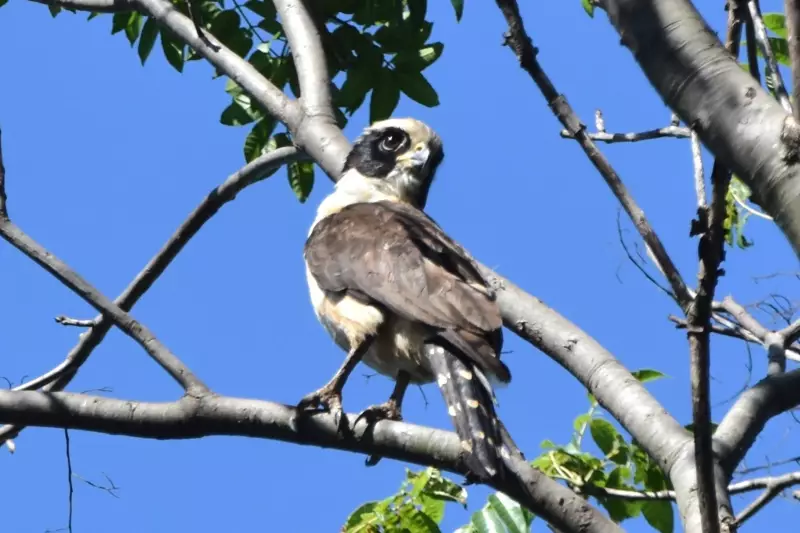 Primeiro registro de acauã na Mata de Santa Genebra em Campinas