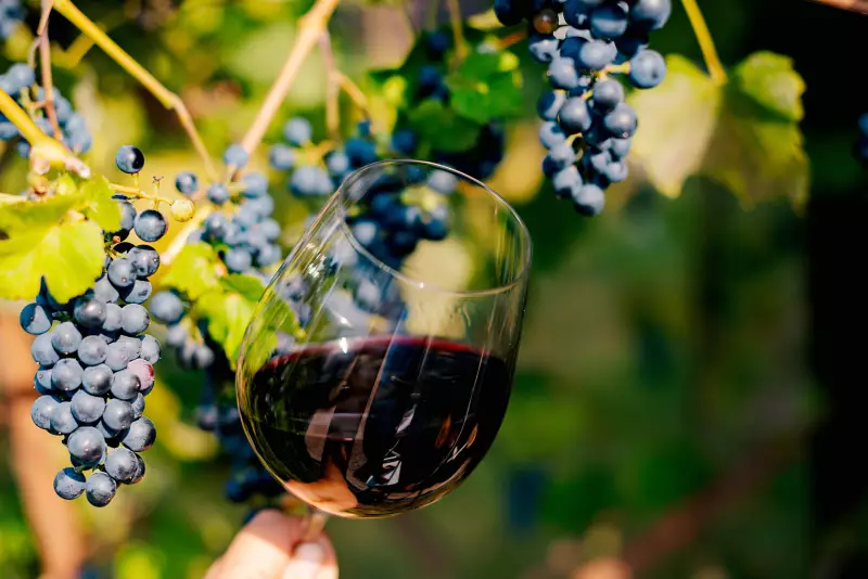 Produção mundial de vinho sofre com mudanças climáticas em 2025