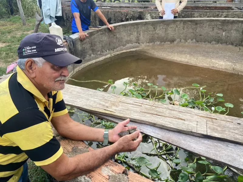 Projeto no Amapá já soltou 20 mil tartarugas e tracajás desde 2008