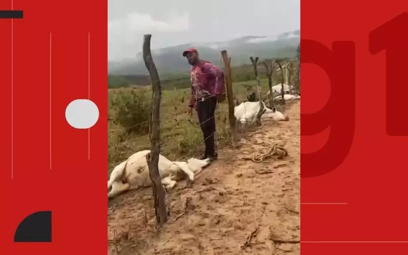 Raio mata 8 bovinos da raça nelore e causa prejuízo de R$ 30 mil na BA