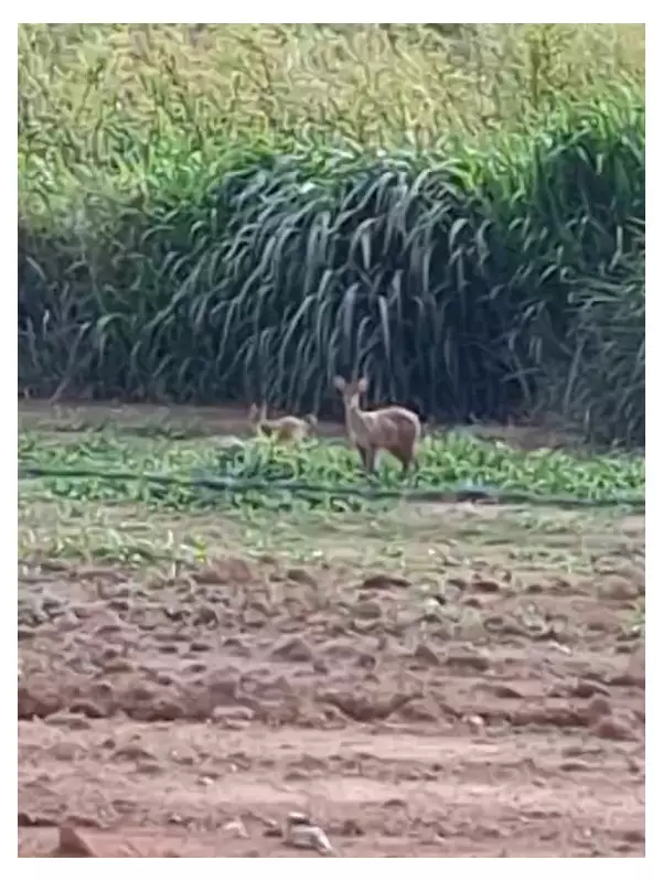 Raro flagrante: veado-catingueiro com filhote é registrado em sítio de Pedreira