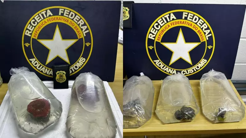 Receita Federal apreende corais do Pacífico no aeroporto de Fortaleza
