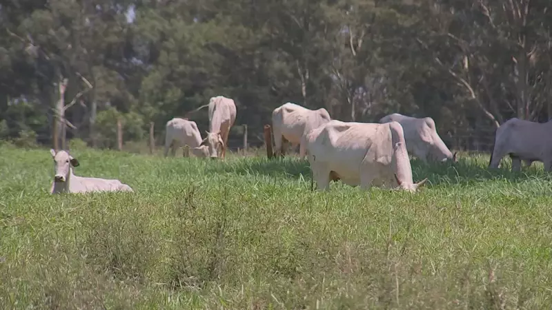 Reforma de pastagem aumenta produtividade do gado em fazendas de SP