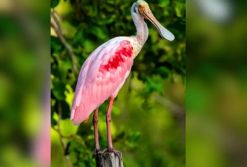 Revoada rosa de colhereiros transforma céu do Pantanal em espetáculo