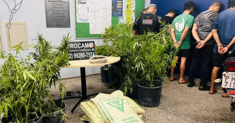 Rocam apreende 50 pés de maconha e prende 5 em chácara de Manaus