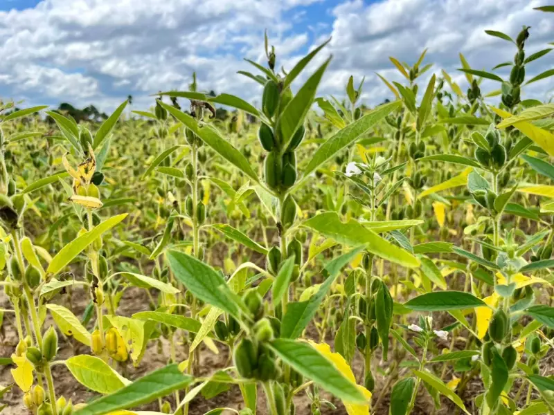 Roraima inicia produção de sementes de gergelim em 230 hectares