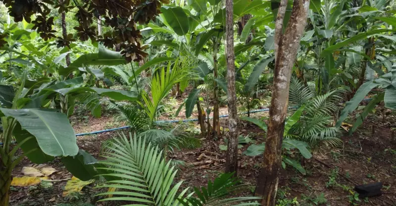 RR: Açaí sustentável, prisões e onça-preta nas notícias mais lidas