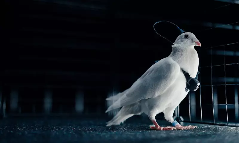 Rússia desenvolve 'biodrones' com pombos controlados por chips cerebrais