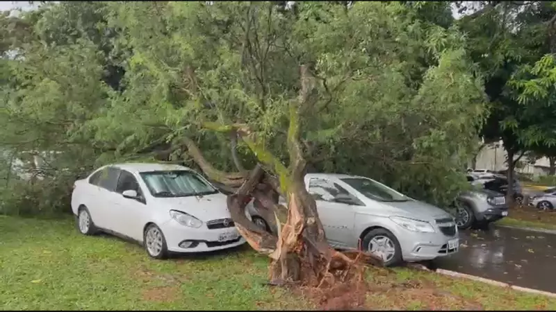 Árvore atinge 3 carros na Asa Norte após chuva forte em Brasília
