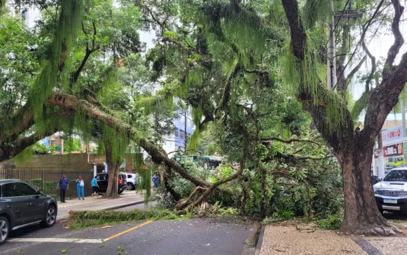 Árvore centenária cai no Corredor da Vitória e interdita avenida em Salvador