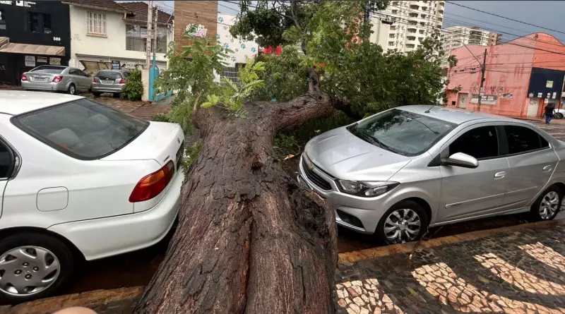 Árvore gigante cai entre dois carros em Ribeirão Preto durante temporal