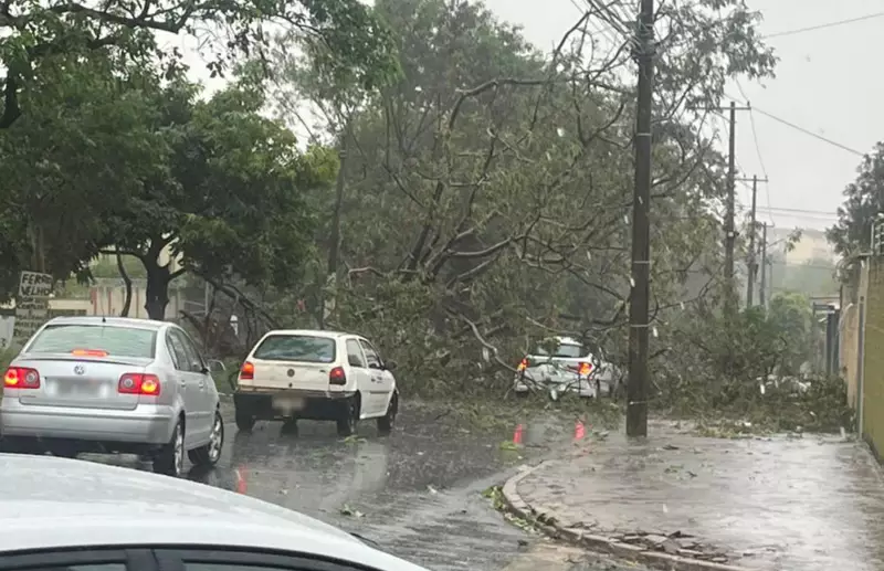 Árvore tomba sobre carro em Ribeirão Preto e deixa 3 presos durante chuva