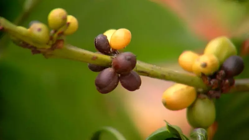 Setor cafeeiro celebra fim de sobretaxa de 40% dos EUA: 'Viramos página de pesadelo'