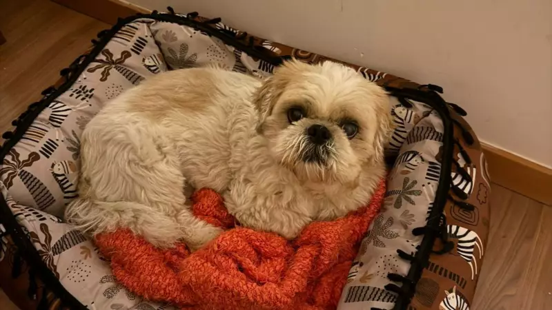 Shih-tzu de 13 anos morre atacado por pitbulls soltos em praça do ES