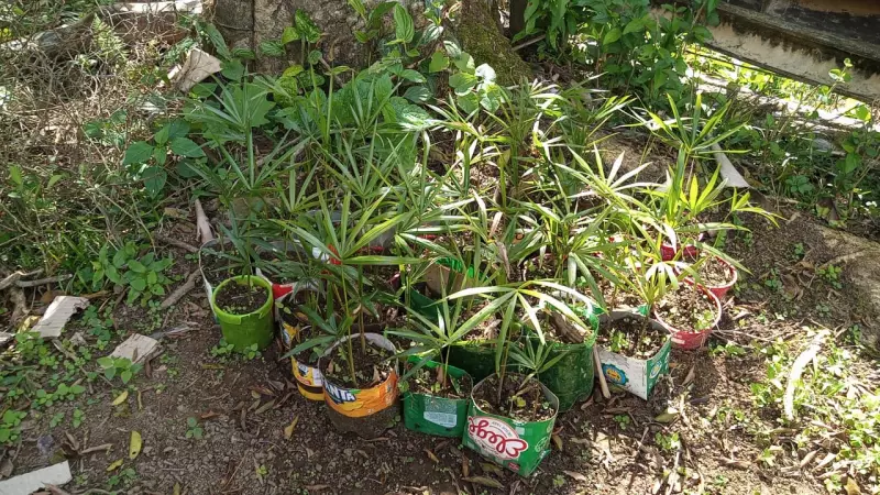 São Paulo Lança Programa de Reflorestamento com Incentivos Financeiros para Proprietários Rurais