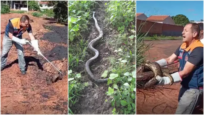 Sucuri de 2,5 metros é resgatada em frente a casa no interior de SP