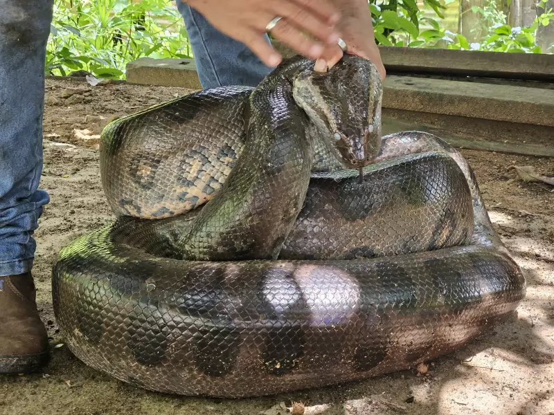 Sucuri Gigante Surge na Cidade: Veja o Resgate Espetacular em Porto Velho
