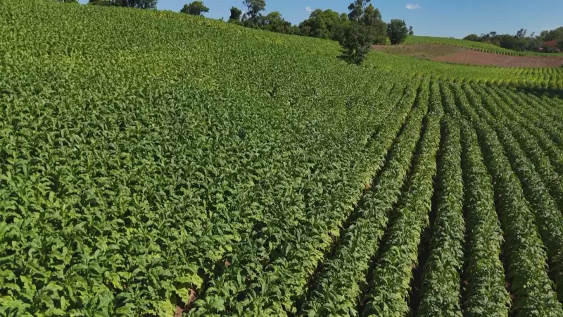 Tarifa de 50% dos EUA ameaça colheita do tabaco e exportações no RS