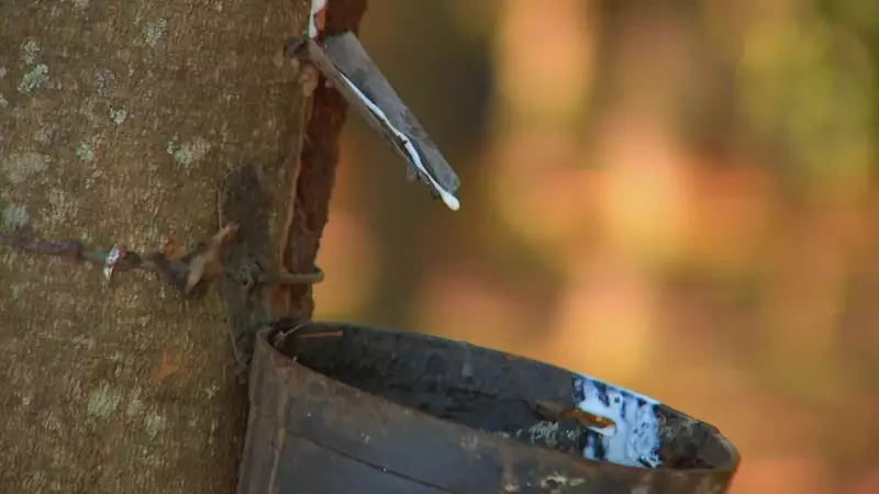 Temporada da Sangria Inicia nos Seringais de São Paulo: Tradição que Move a Economia Regional