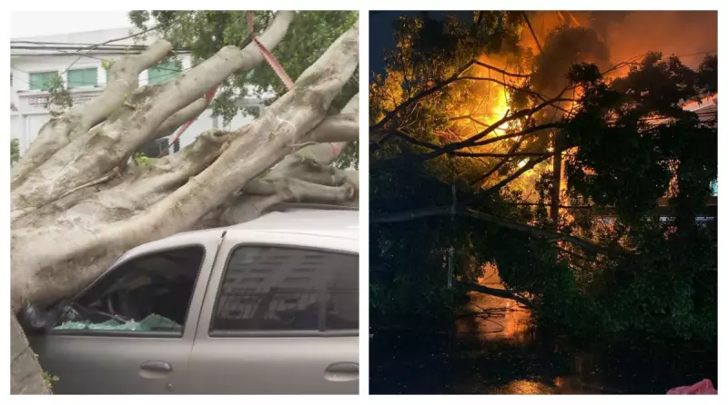 Temporal em SP: 61 quedas de árvores e ventos de 79 km/h em Congonhas