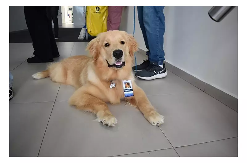 Terapia de quatro patas: Câmara de Divinópolis aprova lei que permite visita de pets a pacientes internados