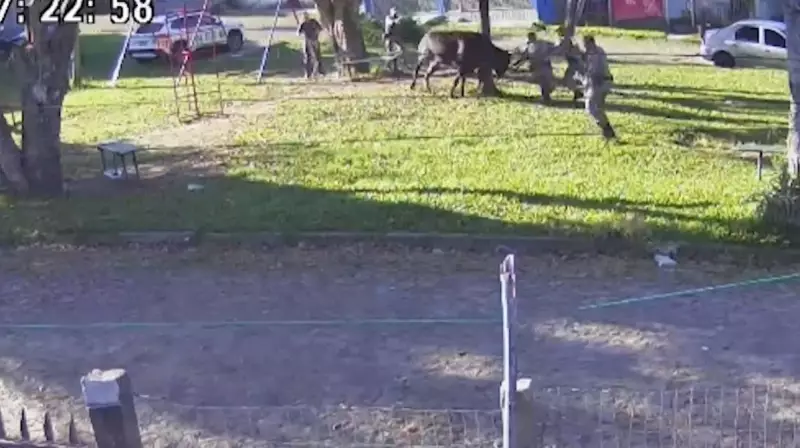 Touro Foge e Ataca PMs no RS: Vídeo Mostra Momento de Terror e Policial Fica Ferido