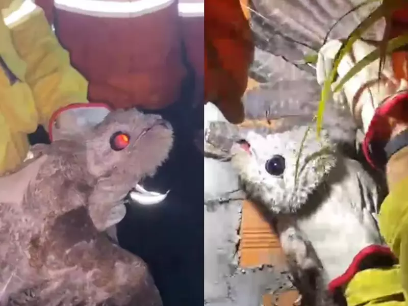 Urutau, a 'ave fantasma', é resgatado ferido em área urbana de Ji-Paraná