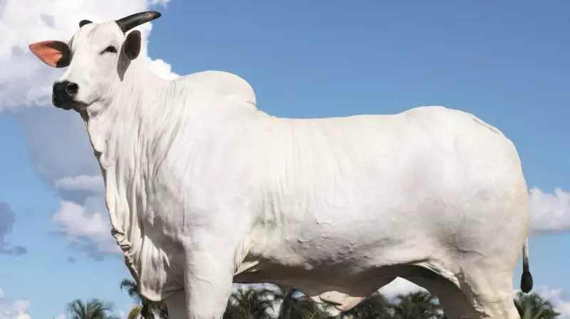 Vaca é vendida por R$ 54 milhões em Foz do Iguaçu e bate recorde mundial