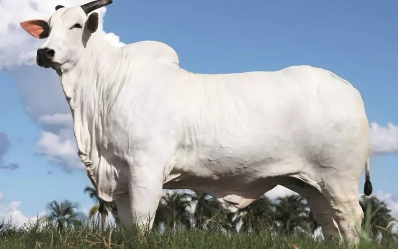 Vaca Donna FIV é avaliada em R$ 54 mi e Murilo Huff compra parte