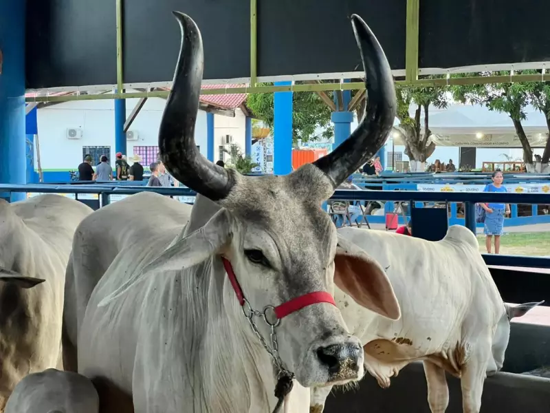 Vacas com Chifres de Meio Metro e Embriões de R$ 12 Mil Roubam a Cena na Feira Agro de Roraima