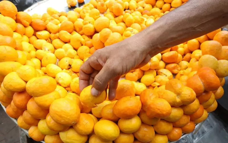 Vitória do Pequi: Empresa de ônibus recua e libera transporte do fruto símbolo de Goiás