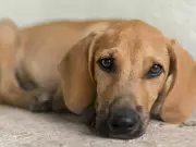 5ª Campanha de Adoção Aju Animal: pets com chip e castração