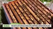 Abelhas Transformam Vidas: Projeto com Mulheres Aumenta Produção de Mel em 85%