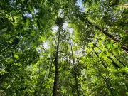 Amapá lidera redução do desmatamento na Amazônia com queda de 48%